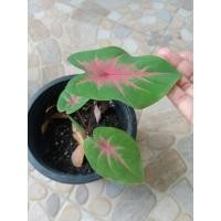 ราคา บอนสีช้างเผือกใบบัว (มีหัว) (11859368401)