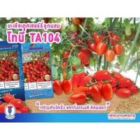ราคา เมล็ดมะเขือเทศเชอร์รี่ พันธุ์พิเศษ TA104 ต้นสูงเลื้อย เก็บเกี่ยวได้นาน ผิวสีแดง รสชาติดี หวาน อร่อย ทนทานต่อการขนส่ง (1491191358)