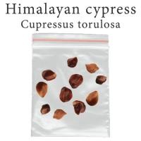 ราคา เมล็ดสน สนไซเปรส หิมาลัย สนภูฏาน Himalayan cypress - Bhutan cypress - Cupressus torulosa ร้านคนไทย บอนไซ (23470992970)