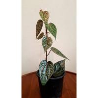 ราคา พลูลงยา ( Celebes Pepper / Piper ornatum ) (7364698943)