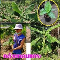 ราคา 1 ต้น กล้วยหอมแคระ เตี้ย หอมแคระไต้หวัน ชำลงถุงพร้อมนำส่ง (18015578724)