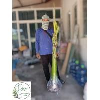 ราคา ต้นกล้วยนวลขนาดใหญ่ขุดล้อมก่อนส่งขนาด150-200cm (51254466878)