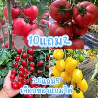 ราคา [10 เเถม 2้]เมล็ดพันธุ์ มะเขือเทศ มะเขือเทศลูกท้อ มะเขือเทศสีดา มะเขือเทศซันโกลด์ เมล็ด คุณภาพดี ราคาถูก ของแท้ 100% (21280849325)