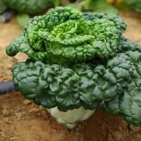 ราคา เมล็ดพันธุ์ ผักกวางตุ้ง แทตฉ่อย หรือกวางตุ้ง ดอกไม้ไฟ( Tat Soi Chinese flat cabbage)บรรจุ 300 เมล็ด (54602136431)