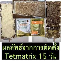 ราคา ล็อตใหม่ล่าสุด เหยื่อปลวก 3แถม1 เหยื่อกำจัดปลวก ฆ่าปลวกตายยกรัง Termatrix กำจัดปลวก ยาปลวกอาหารปลวก (29469848611)