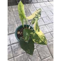 ราคา Syngonium Aurea variegated เงินไหลมาด่างเหลือง ต้นตามรูป (13146555122)