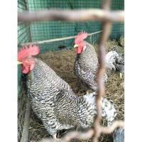 ราคา ไข่เชื้อ ไข่เชื้อสายพันธุ์บาร์พลีมัทร็อกแท้100% (41202452574)