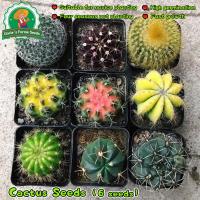 ราคา ศูนย์รวมเมล็ดแคคตัส แคคตัสราคาถูก Cactus Seeds for Planting Flower Seeds Succulents Plants เมล็ดบอนสี เมล็ดแคคตัส (40823460823)