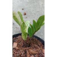 ราคา กวักมรกตด่าง#ไม้มงคล#เสริมโชคลาภ (11404522586)