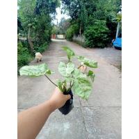 ราคา ต้นออมเงินแคระ ต้นออมเงิน ออมเงิน ต้นไม้ฟอกอากาศ ไม้ดลื้อย (12538838114)