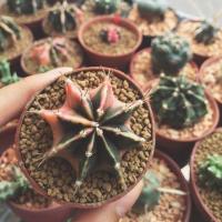 ราคา Gymnocalycium variegata ยิมโนด่าง (7348065)
