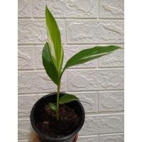 ราคา ข่าด่าง Variegated ginger ข่าใบด่าง ต้นที่ 2 (8580727259)