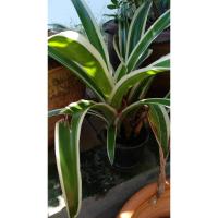 ราคา สับปะรดสี ไม้กอ ตัดขายหน่อ (7229095547)