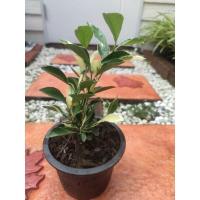 ราคา ต้นส้มจี๊ดด่าง ส้มจี๊ด ต้นเกมจ๊อด่าง กิมจ๊อ ต้นก่ำควิด ไม้มงคล ไม้ประดับ (13645723344)