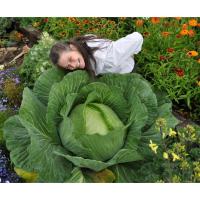 ราคา เมล็ด กะหล่ำปลียักษ์ - Giant Russian Cabbage (136400890)