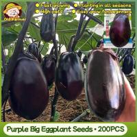 ราคา 200เมล็ด เมล็ดพันธุ์ มะเขือม่วงยักษ์ มะเขือยาวอ้วน Big Purple Eggplant Seeds มะเขือยาวใหญ่ เมล็ดมะเขือยาว เมล็ดพันธุ์ผัก (48804736045)