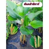 ราคา ต้นคล้าซิการ์ คล้าซิการ์ (43627572742)