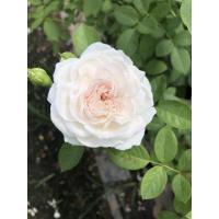 ราคา Herzogin Christiana กุหลาบหอม (21735364881)