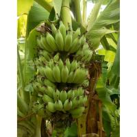 ราคา หน่อกล้วยพระเทพ หน่อกล้วยพระราชทาน หน่อกล้วยน้ำว้ายักษ์ หน่อกล้วยน้ำว้า มีชื่อเรียกเยอะครับ หวานมาก ดก หวีใหญ่ ต้นเตี้ย (7237256457)