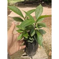 ราคา ชมพู่มะเหมี่ยว ต้นชมพู่มะเหมี่ยว เพาะเมล็ด ต้นใหญ่ ใบแน่น (44063594952)