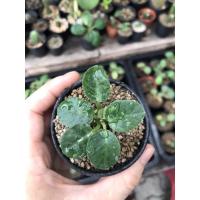 ราคา มะพร้าวทะเลทรายใบด่าง (9312657481)