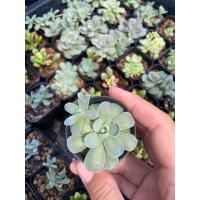 ราคา กุหลาบเงิน /กุหลาบหิน ไม้อวบน้ำ (14892164023)