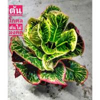 ราคา ต้นโกศล ต้นไม้มงคล โกศล (Croton) โกสนเศรษฐี (เพชรชมพู) (6294064710)