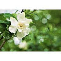 ราคา ต้นพุดซ้อน (พุดอินถวา) Patsorntree (18686851241)