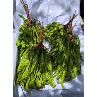 ราคา สะตอฝัก สะตอข้าวสดจากสวนลานสกาขายชุดละ 15 ฝัก (23976487182)