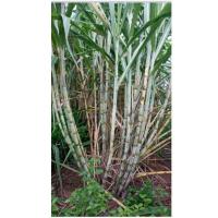 ราคา ้อ้อยคั้นน้ำ สุพรรณบุรี 50 (22857316570)