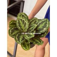 ราคา คล้านกยูงแดงนกยูงเขียวฟอร์มสวยหลายหน่อ ไซส์แม่พันธุ์ (8083305465)