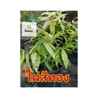 ราคา ต้นไผ่สีทอง ไผ่ทอง ไม้มงคล ไม้ประดับ (5468664743)