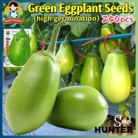 ราคา เมล็ดพันธุ์ มะเขือม่วงยักษ์ เมล็ดมะเขือยาวสีเขียว Big Green Eggplant Seeds 250เมล็ด ของแท้ 100% ปลูกง่าย เมล็ดพันธุ์ผัก (26632555839)