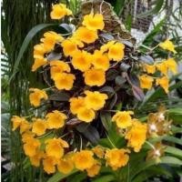 ราคา กล้วยไม้ เอื้องคำหลวง,เอื้องผึ้ง ดอกสีเหลือง พร้อมจัดส่งจ้า จัดส่ง 6-7ต้น (16641010372)