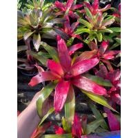 ราคา สับปะรดสี นีโอ กรีนแอปเปิ้ล /Neo. Green apple #สับปะรดสี #bromeliad #ต้นไม้สวยงาม #ไม้เกาะตอ #ไม้ประดับ #ไม้จัดสวน (24215074722)