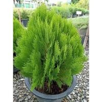 ราคา เมล็ดสนแผง สนญี่ปุ่น สนฮิโนกิ ไซเปรส คัดเกรด พร้อมส่ง (19695944001)