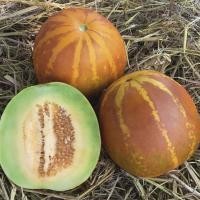 ราคา เมล็ดพันธุ์ แตงไทยลูกกลม(Musk melon) 45 เมล็ด ปลูกง่าย ปลูกได้ทั่วไทย (3557607755)