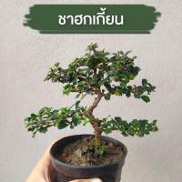 ราคา ต้นชาฮกเกี้ยน (แถมหินกับกระถางให้) บอนไซ ชาดัด ดอกสีขาว (6892456944)