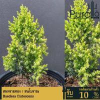 ราคา ต้นสน สนทรายทอง ต้นสนโบราณ กระถาง 8 นิ้ว สูงตั้งแต่ 25 ซม. #Blue icee #สนใบพาย (23556879435)