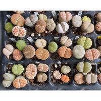 ราคา Lithops ไลทอป ลิทอป หินมีชีวิต (E2) (8467839255)