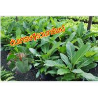 ราคา ต้นเศรษฐีรวยทรัพย์ เศรษฐีมีทรัพย์ ว่านเศรษฐี ว่านรวยทรัพย์ต้นไม้มงคล ไม้ดอกไม้ประดับ ขนาดลำต้นสูง 30-50 ซ.ม.(1 ต้น/แพ็ค) (3340188941)