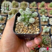 ราคา แคคตัส กระบองเพชร Mammillaria gracilis แมมตุ๊กตาญี่ปุ่น (11286650690)