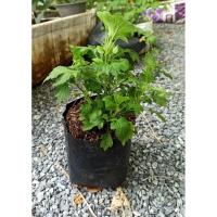 ราคา ต้นจิงจูฉ่าย(White Mugwort) สมุนไพร (14950438529)