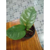 ราคา ฟิโลเดนดรอนดาบเงินด่าง (13714333443)