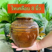 ราคา โอ่งหรือไห 8 นิ้ว ไหหมักปลาร้า ไหหมักกิมจิ ไหหมักผลไม้ ไหหมักเหล้า สินค้ามีคุณภาพผลิตจากโรงงานราชบุรี (22840436055)