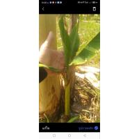 ราคา หน่อกล้วยร้อยปลีอ่านซ้ำนะครับกล้วยร้อยปลีไม่ใช่ร้อยหวี**เป็นกล้วยหายาก (41017307396)