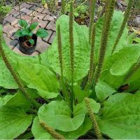 ราคา หญ้าเอ็นยืด / ต้นผักกาดน้ำ ส่งในถุงดำ ต้นเอ็นยืด waybread (10220934672)