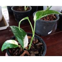 ราคา อิพิด่างขาว ด่างทุกใบสวยๆ (9882269906)