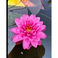 ราคา บัวฝรั่งสายพันธุ์กะรัต (29329366648)