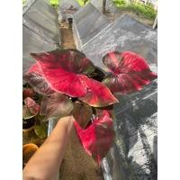 ราคา บอนสีอมรรัตนโกสินทร์ (25651314083)